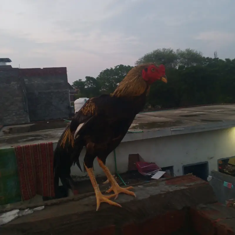 Aseel murgha — photo 2