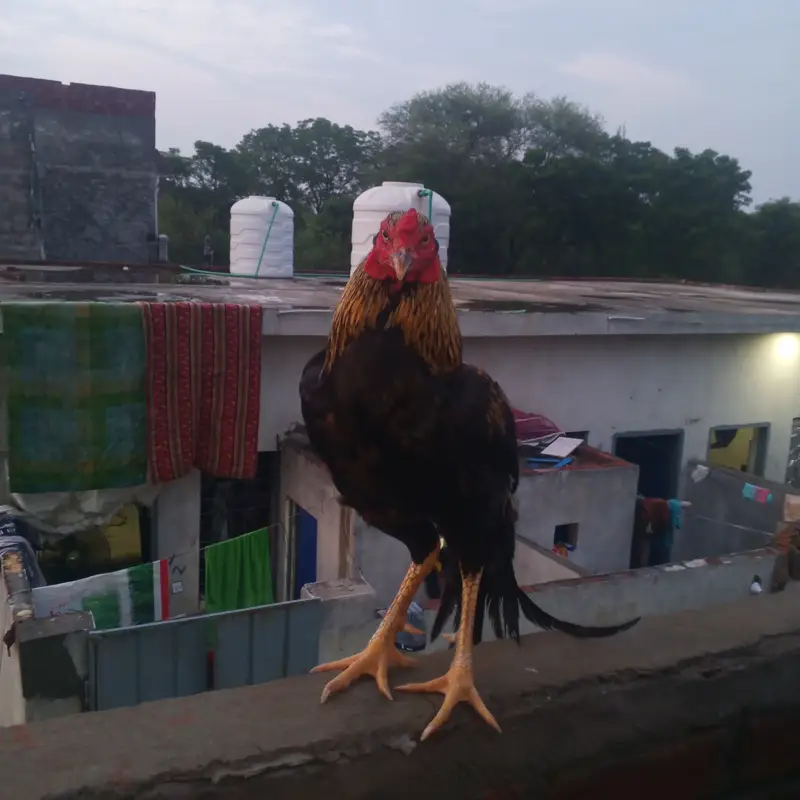 Aseel murgha — photo 4