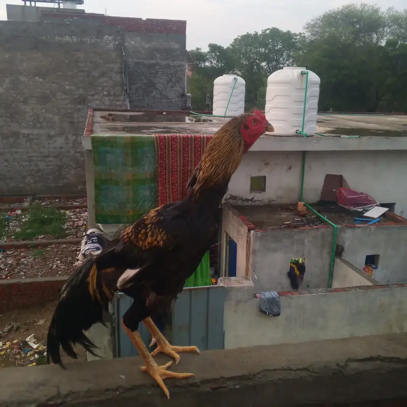 Aseel murgha — photo 6