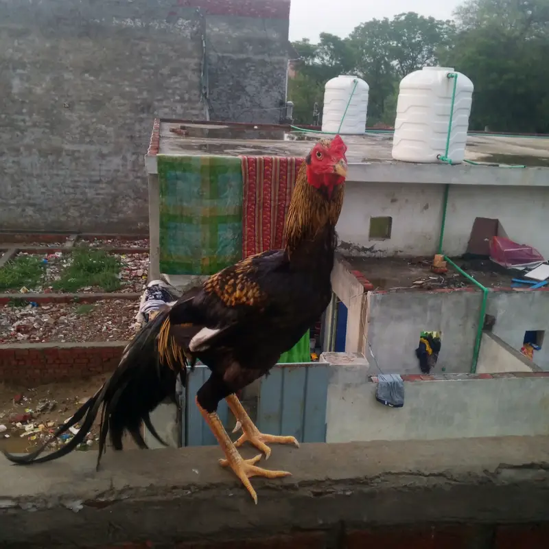 Aseel murgha — photo 7