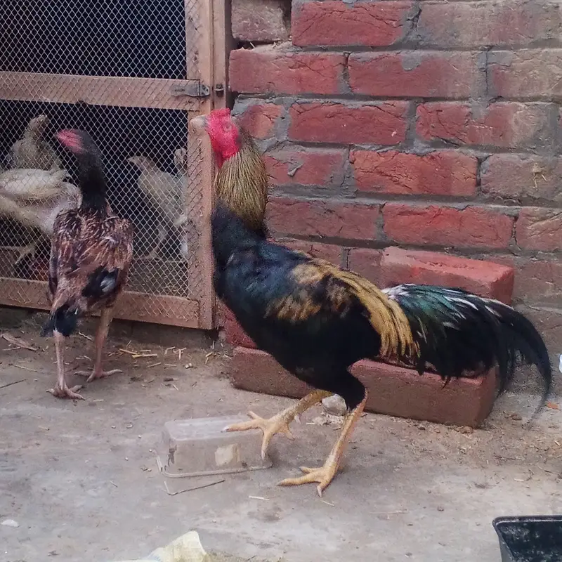 Aseel murgha — photo 8