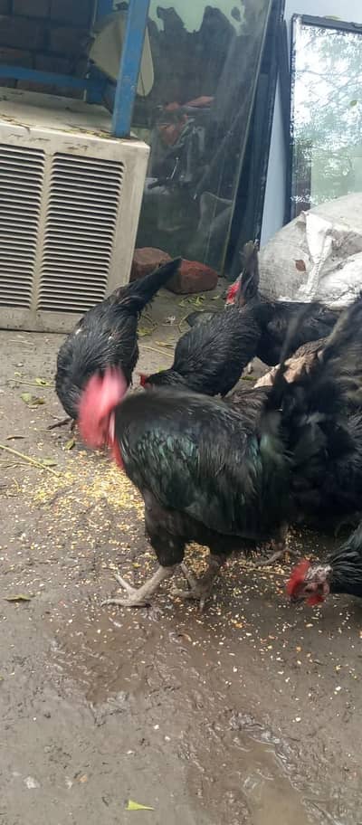 egg laying hens