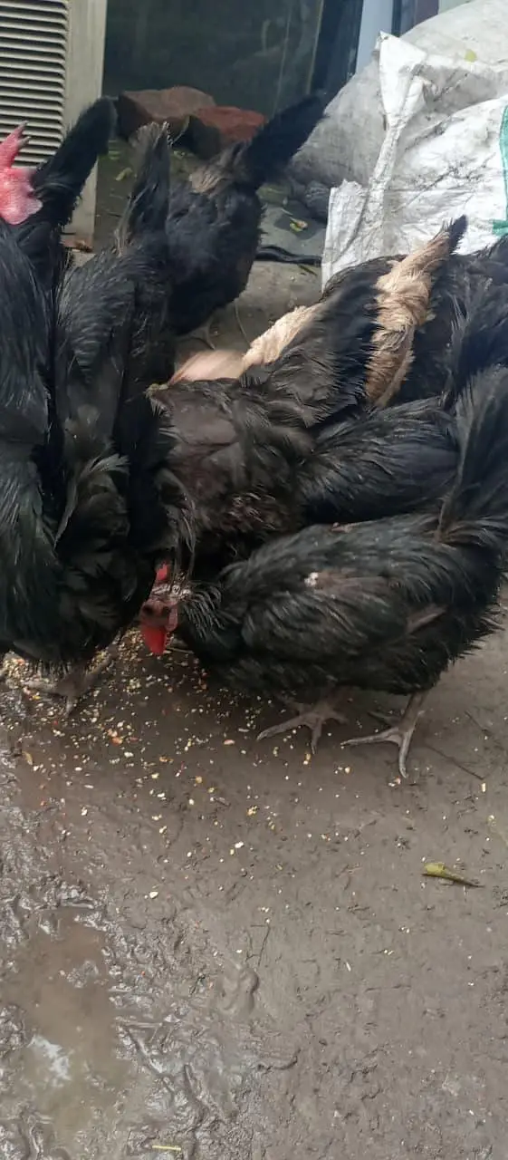 egg laying hens — photo 2