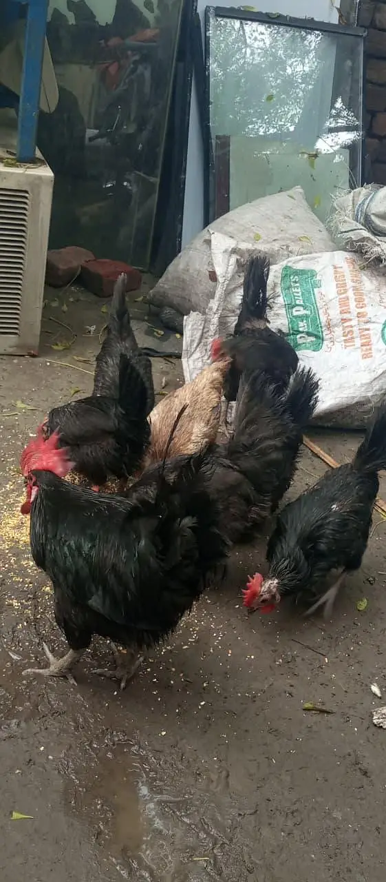egg laying hens — photo 3