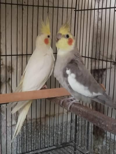 cocktail breeder pair