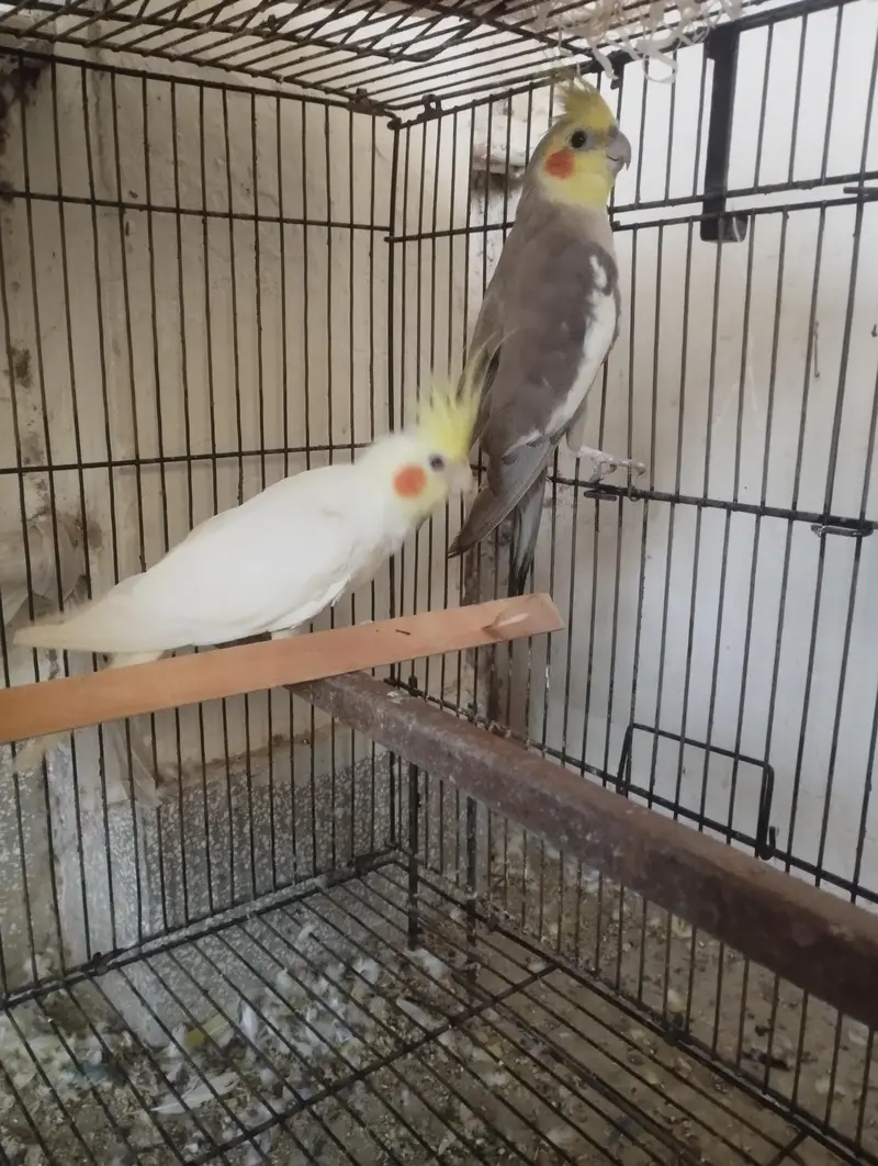 cocktail breeder pair — photo 2