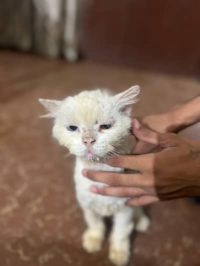 beautiful cat