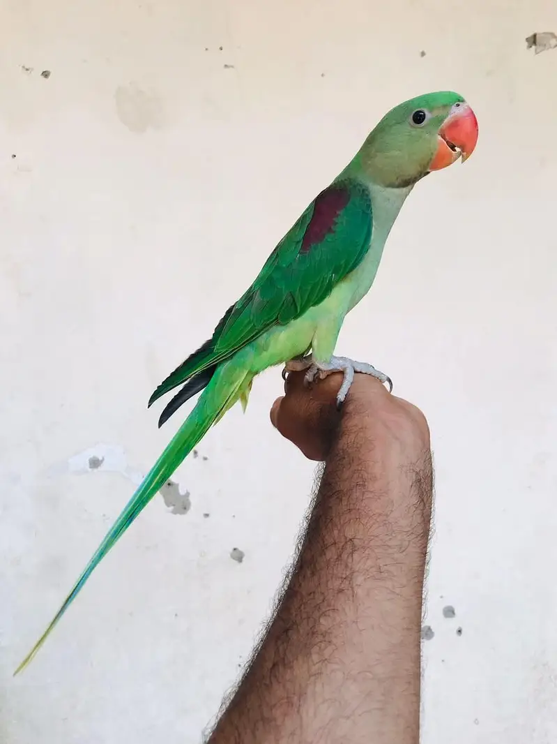 raw parrot ky pathy — photo 5