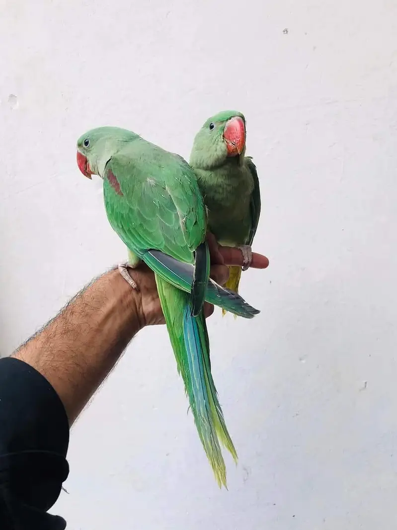 raw parrot ky pathy — photo 6