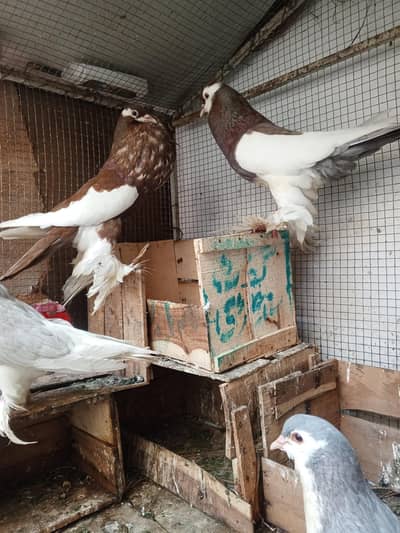 megpai pigeon 2 breeder pair