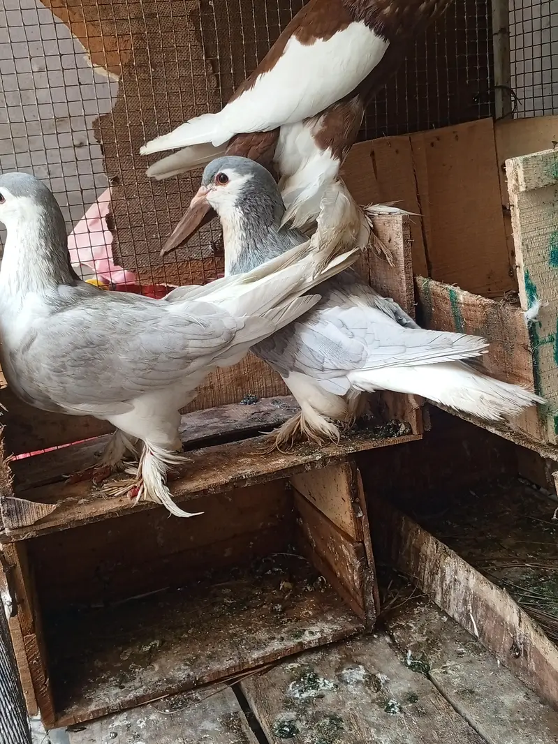megpai pigeon 2 breeder pair — photo 2