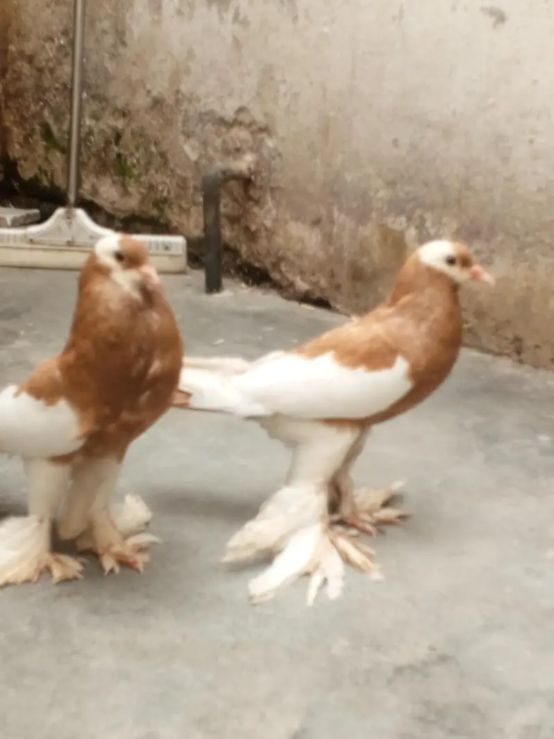 megpai pigeon 2 breeder pair — photo 3
