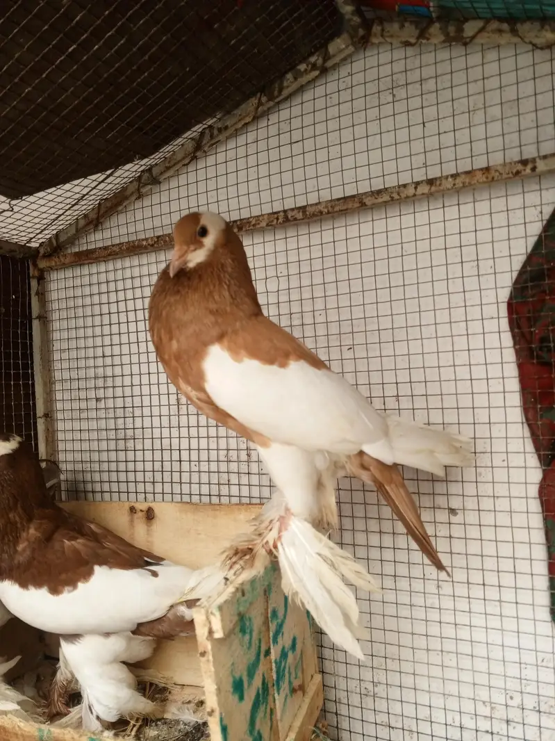 megpai pigeon 2 breeder pair — photo 4