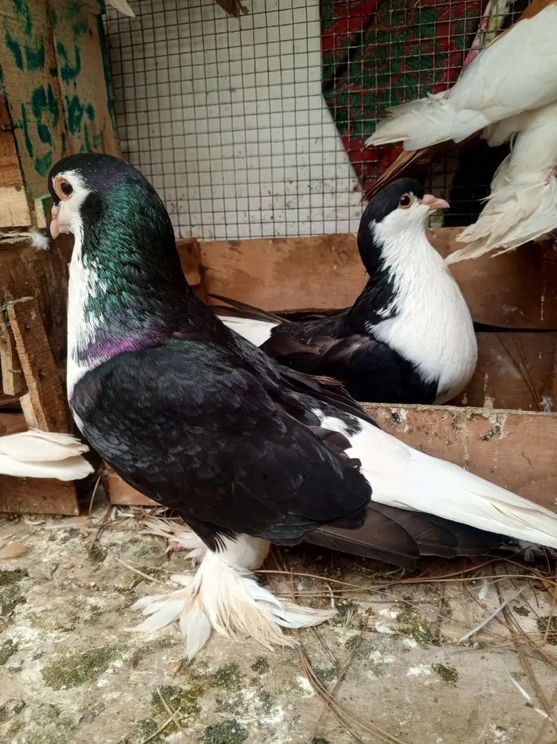 megpai pigeon 2 breeder pair — photo 5