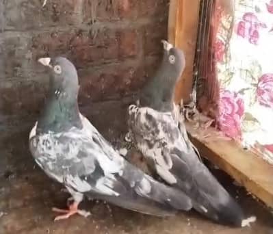 Sialkoti Kboter + 35waly kbotro k sath exchange b ho jy gy