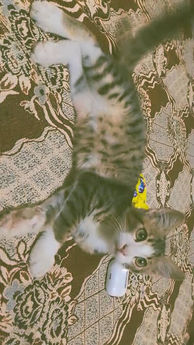 cat for sale