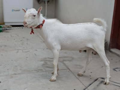 Teddy Bakra