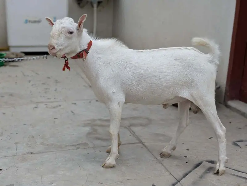 Teddy Bakra
