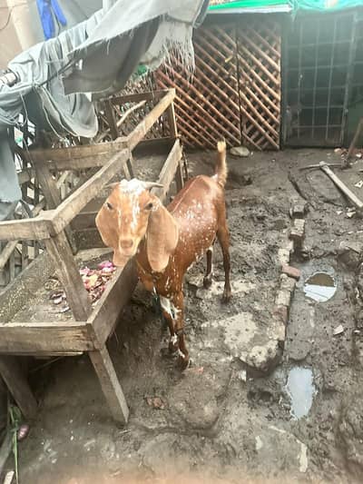 Bakri 7 months