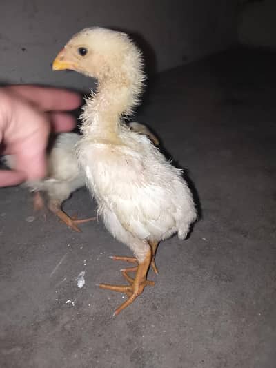 King o shamo chicks high quality and demand