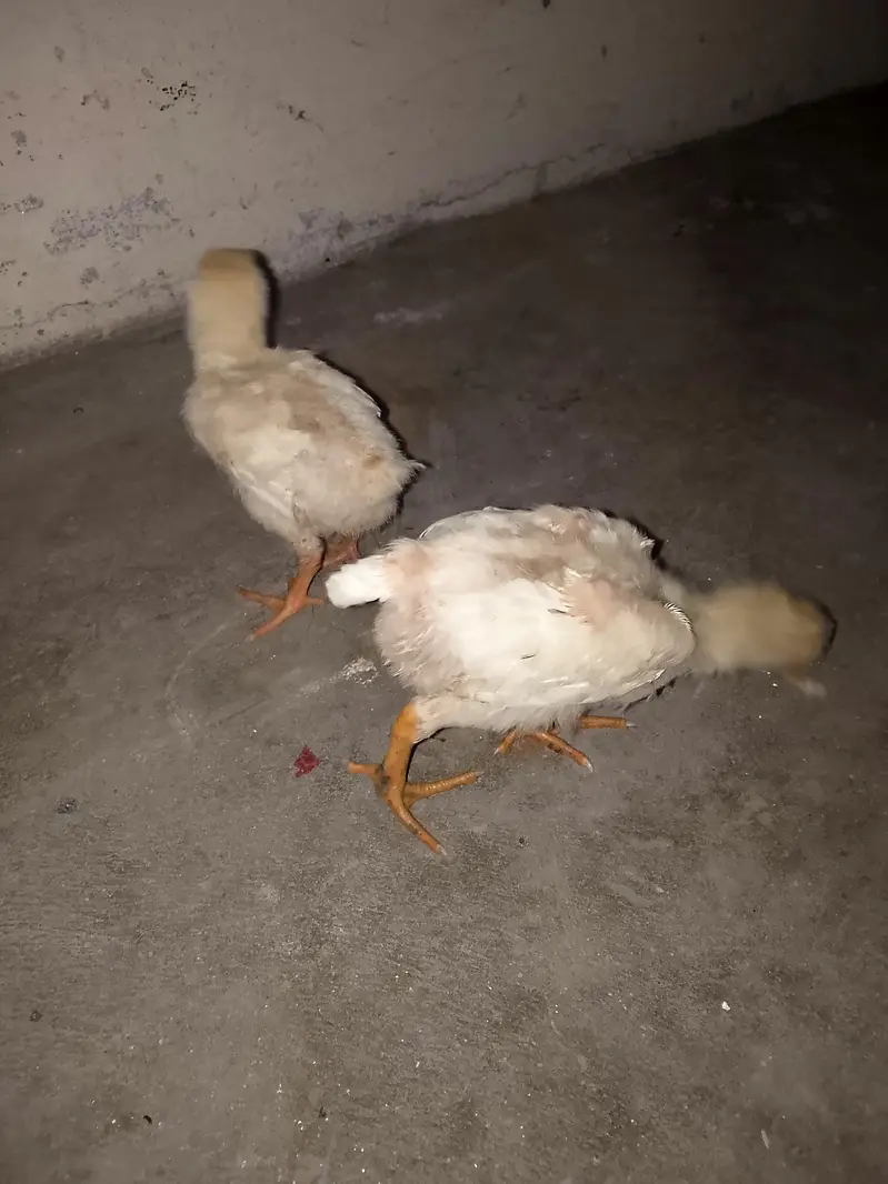 King o shamo chicks high quality and demand — photo 2