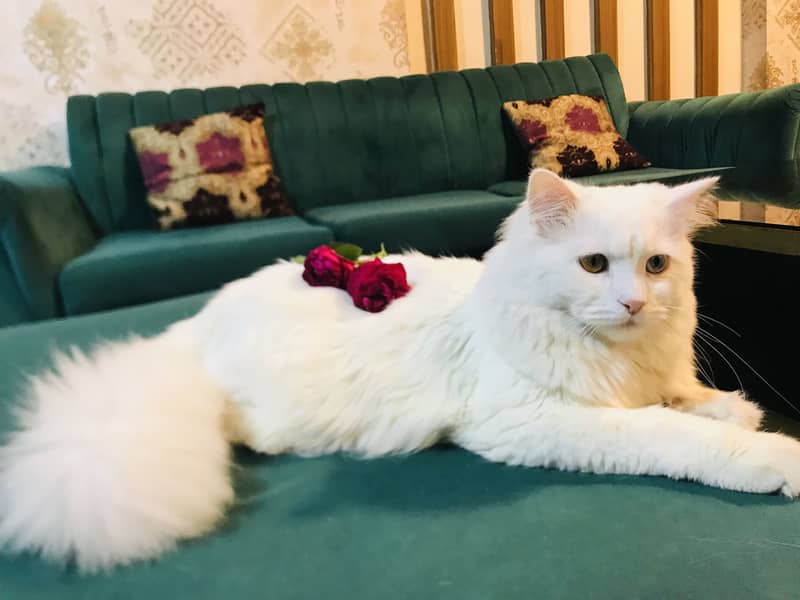 Persian 1
