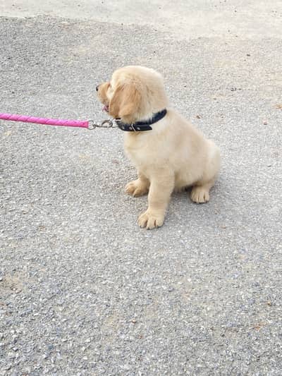 Pedigree Golden Retriever