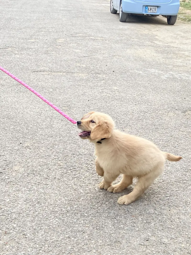 Pedigree Golden Retriever — photo 2