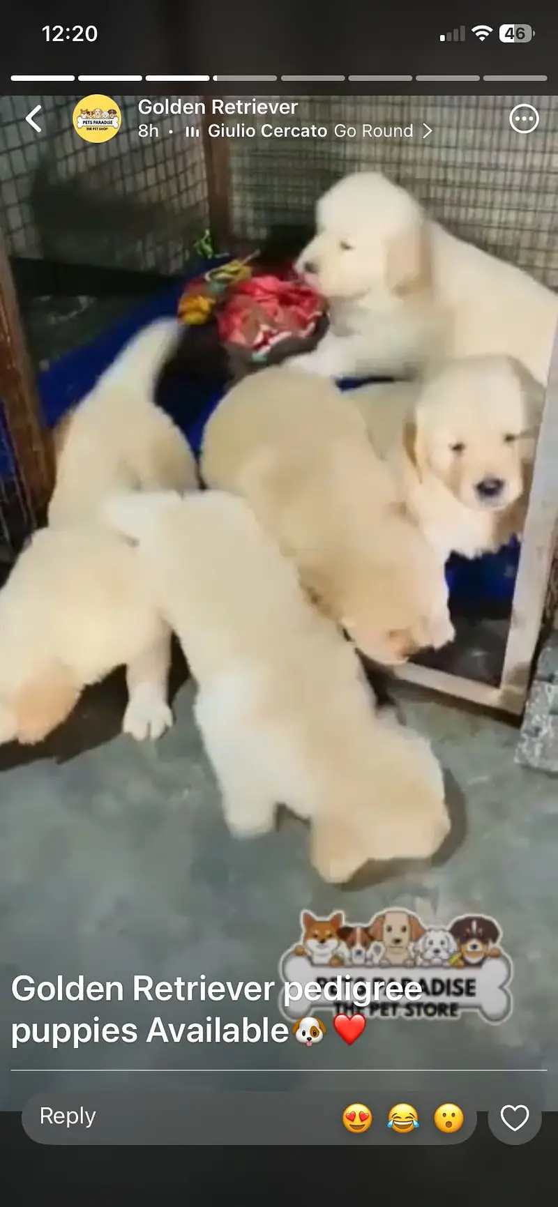 Pedigree Golden Retriever — photo 3