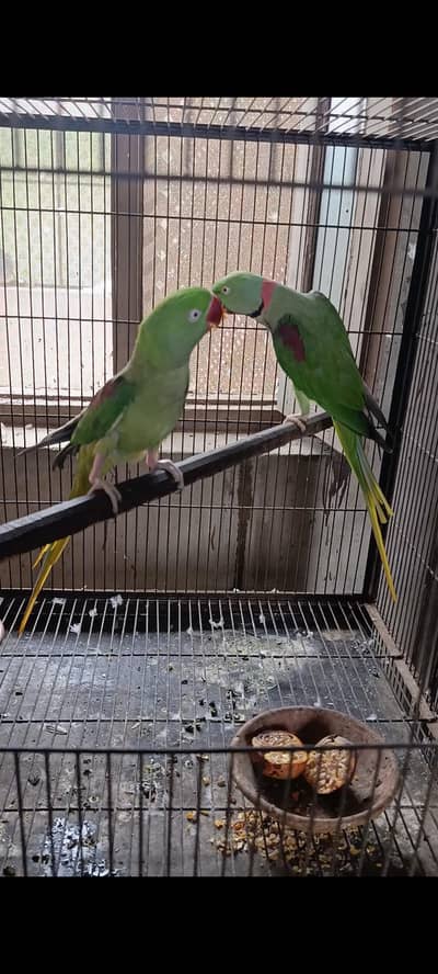 Kashmiri Raw  Brider pair