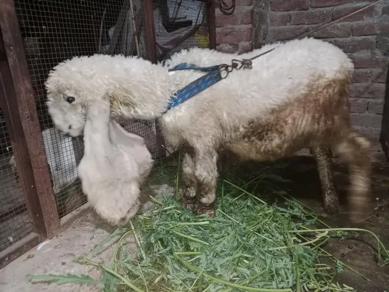 chtra for Sale location Fsd Samanabad — photo 3
