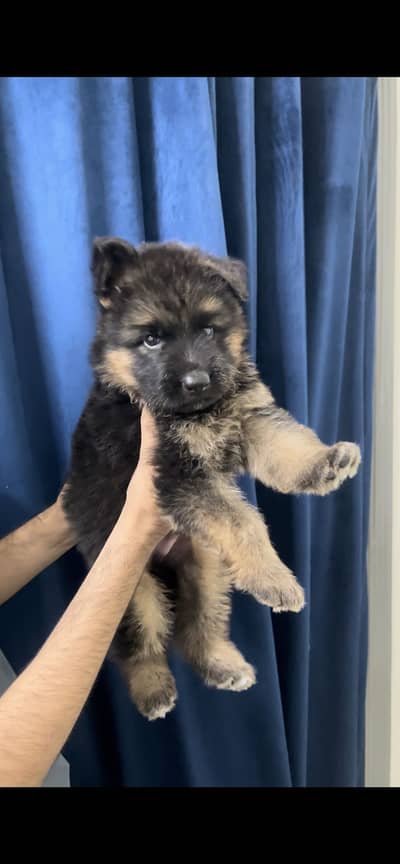 German shepred | long coat puppy | pediree puppy