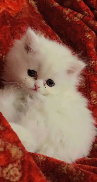 Persian punch face Triple coated female kitten