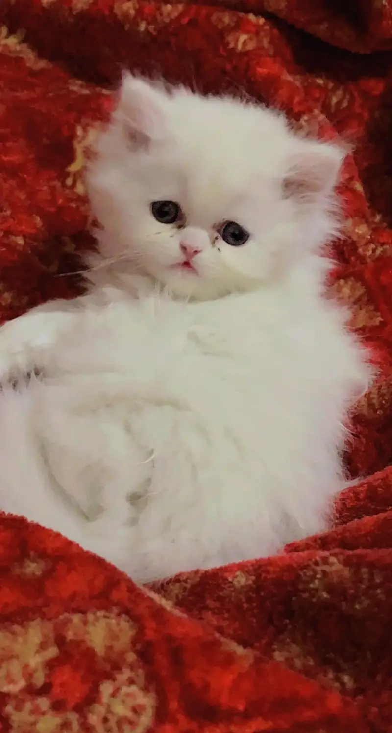 Persian punch face Triple coated female kitten — photo 2