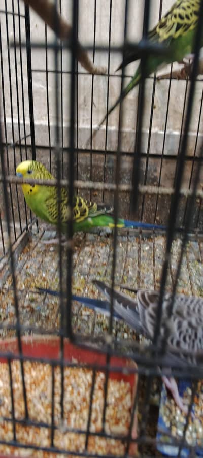Australian budgies