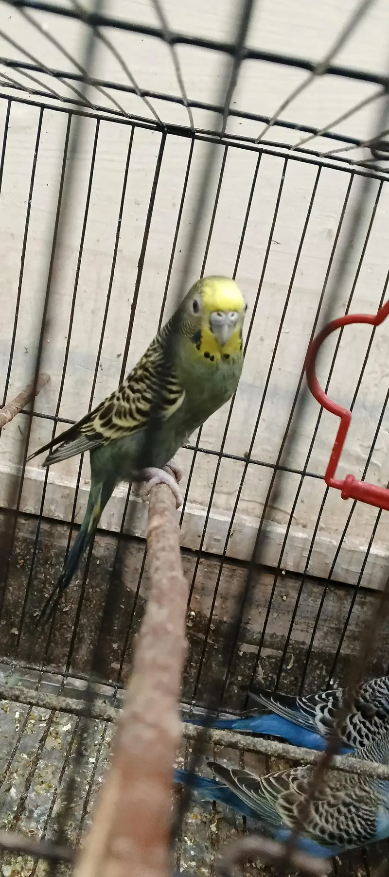 Australian budgies — photo 2