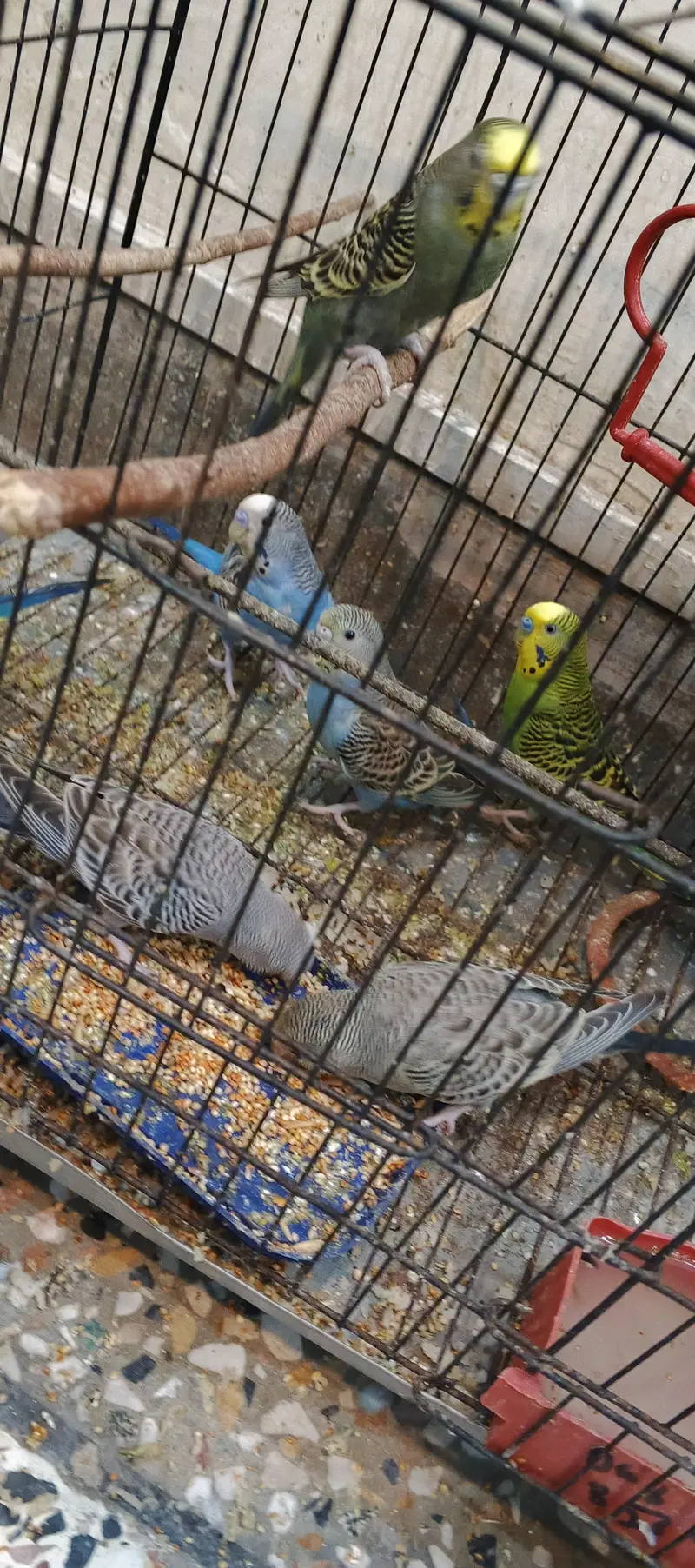 Australian budgies — photo 3