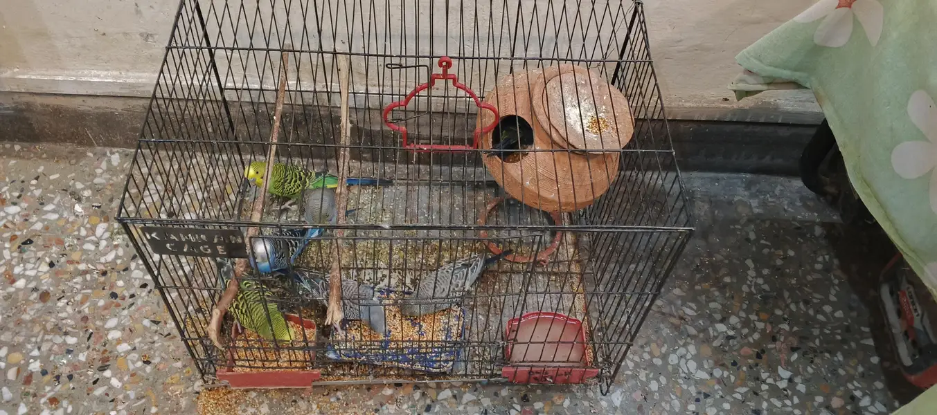 Australian budgies — photo 4