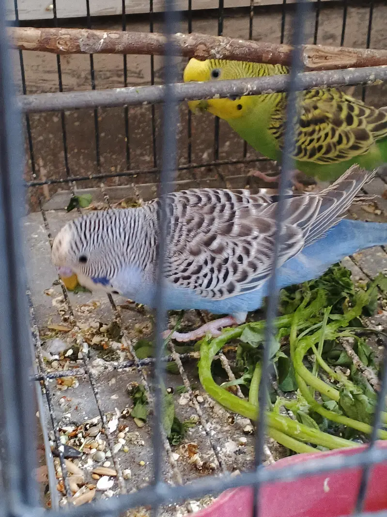 Australian budgies — photo 5