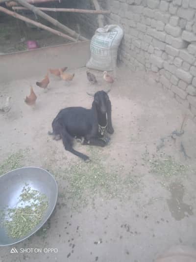 male Bakra for sale