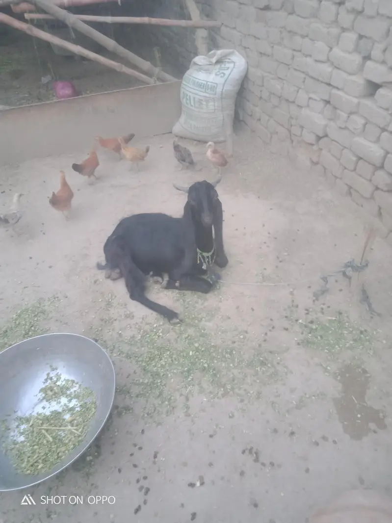 male Bakra for sale