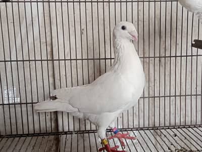 White German Beauty Breeder Male