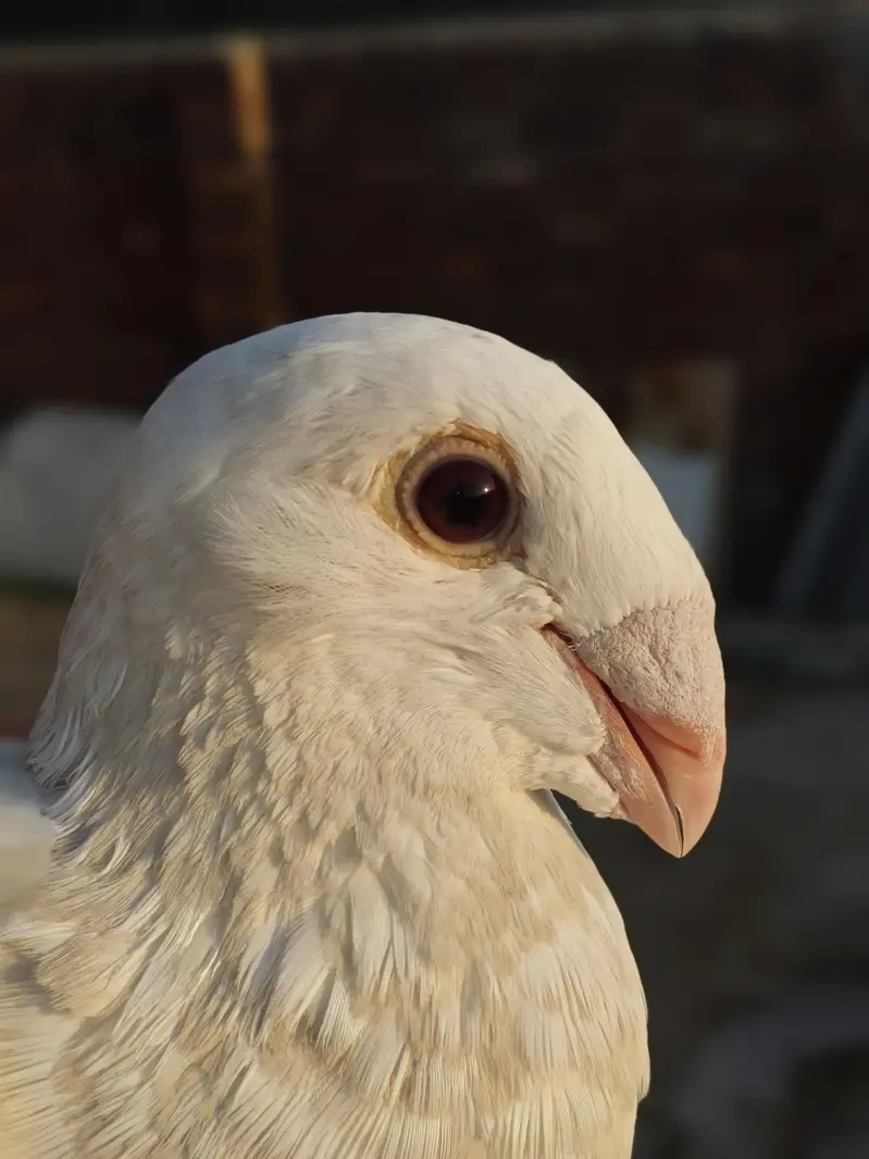 White German Beauty Breeder Male — photo 2