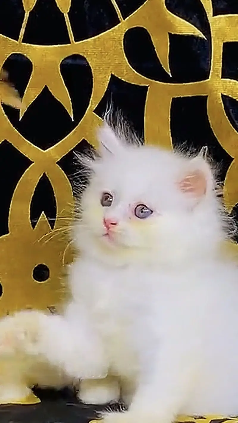 Cutie cat in just 47 days — photo 2