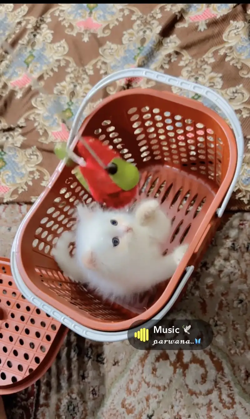 Cutie cat in just 47 days — photo 3
