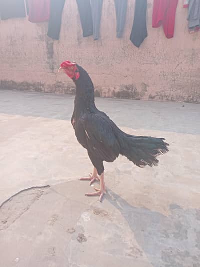 Mianwali Aseel