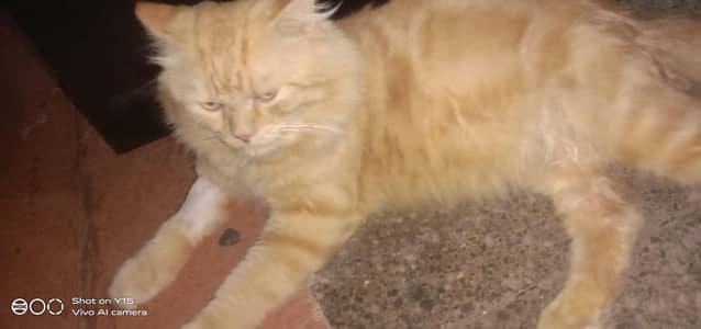 Father Mother with Triple coated Pair Persian kittens