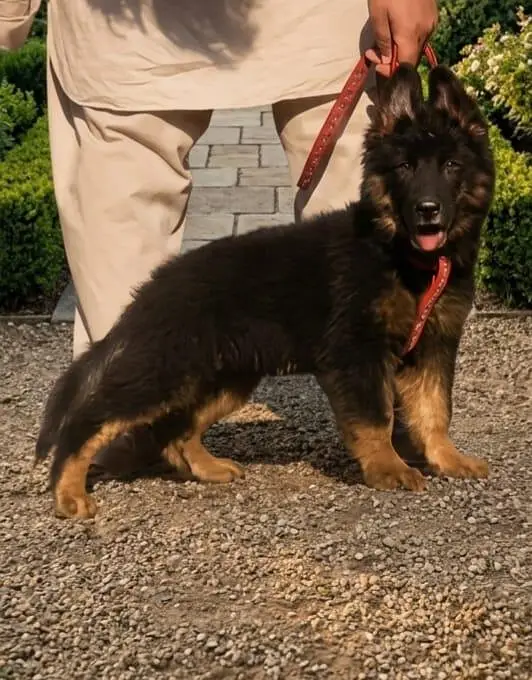 gsd stock available — photo 5