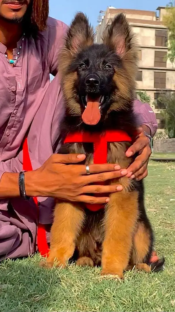 gsd stock available — photo 6