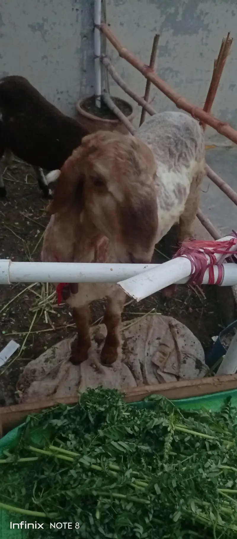 long tail — photo 6